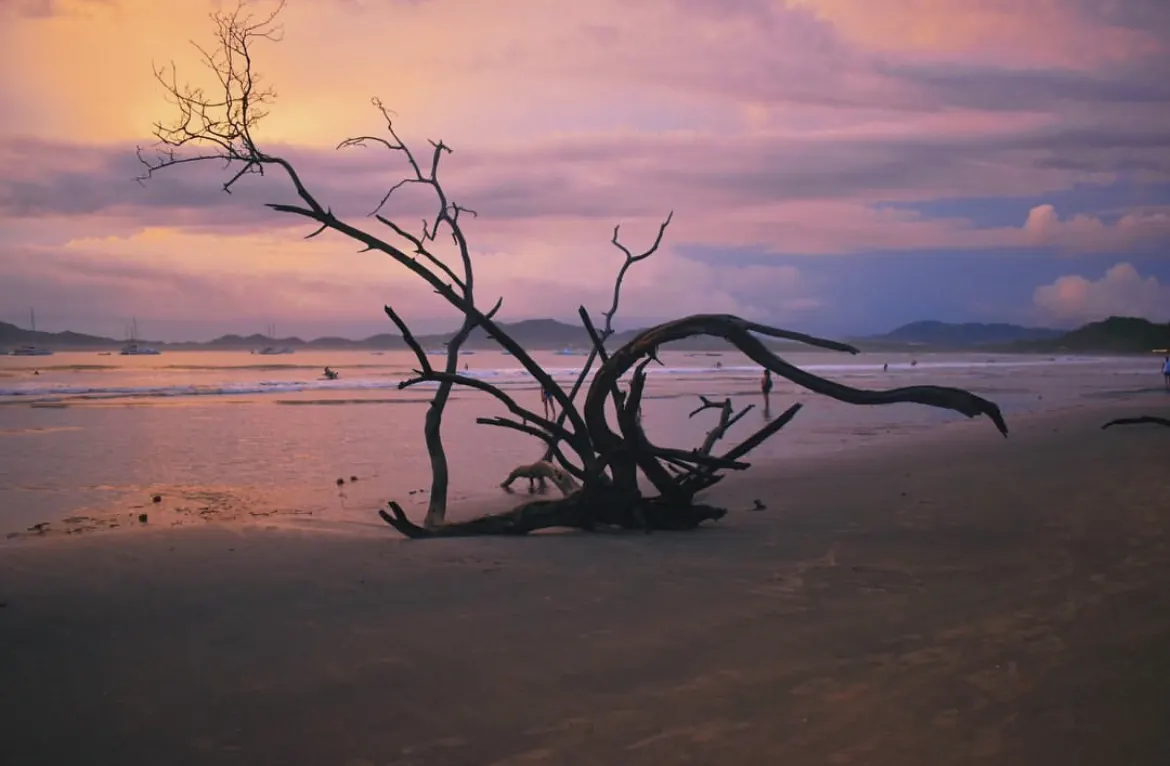 Driftwood tree silhouetted on a beach at sunset
