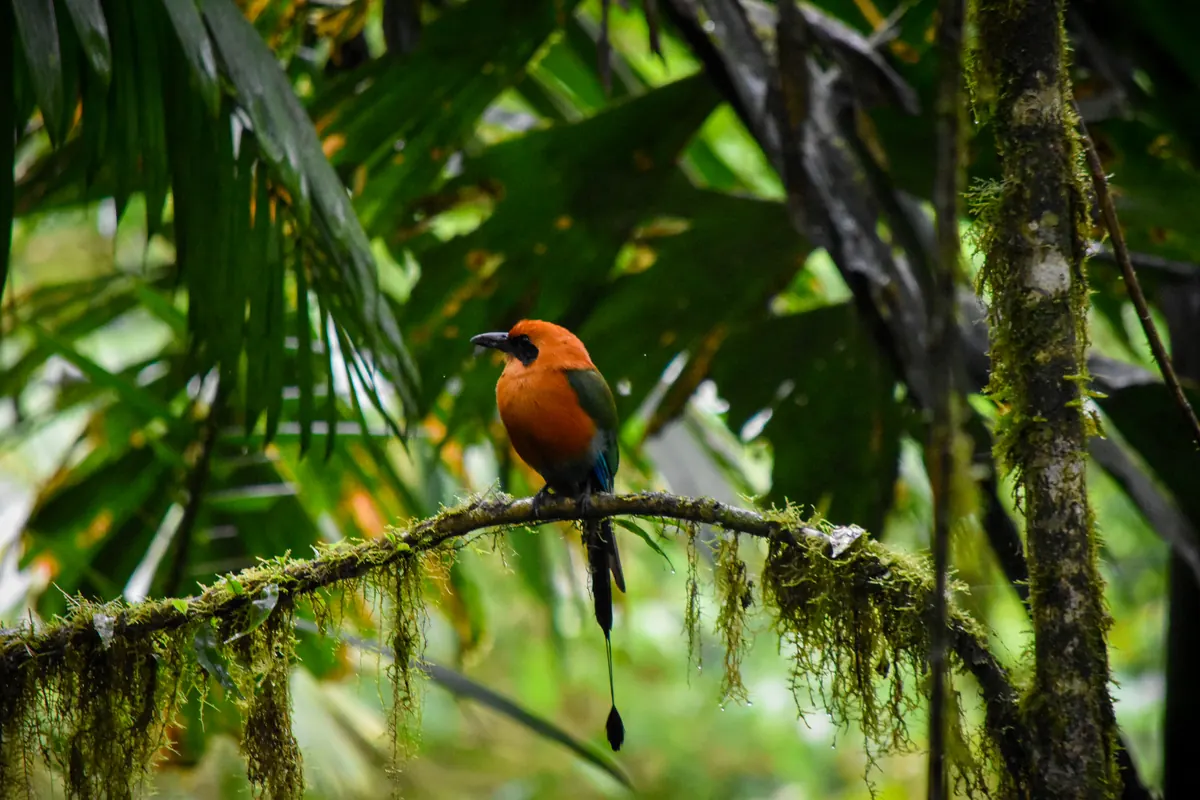 Orange bird with a long tail perched on a mossy branch